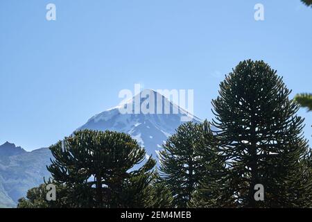 Araucaria araucana, Affe Puzzle Baum, Affe Schwanz Baum, Pinonero, Zinn oder chilenischen Kiefer ist ein immergrüner Baum. Konifer vor dem Vulkan Lanin IN EINEM Stockfoto