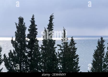 Zypressen vor dem Hintergrund eines bewölkten Wintermeeres Mit einem Sonnenfleck am Horizont Stockfoto