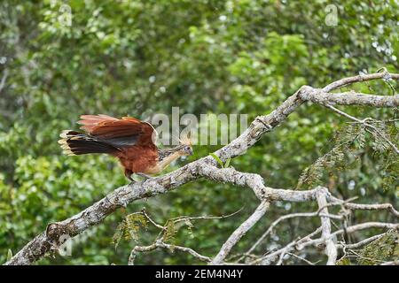 Der Hoatzin, Opisthocomus hoazin, auch Reptil, Skunk, stinkenden Vogel, Oder Canje Fasan, ist eine Art von tropischen Vogel in Sümpfen und Mangroven von t gefunden Stockfoto