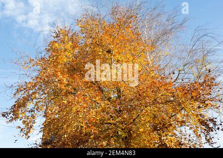 Diese alte Buche hat bereits begonnen, ihre Herbstblätter zu vergießen, bleibt aber im November ein schöner Anblick Stockfoto