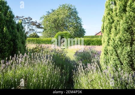 Ein altes Lavendelbett bietet noch Duft in diesem abgeschiedenen Ecke eines englischen Gartens Stockfoto