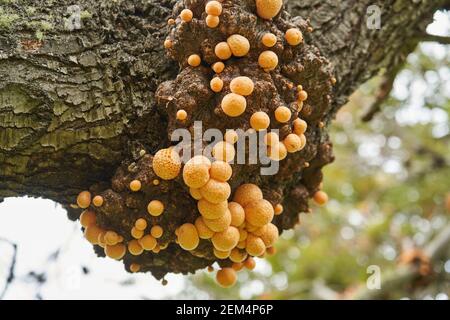 Cyttaria darwinii ist ein schwammiges, orangefarbenes und edable Pilz, der auf Bäumen in der südlichen Hemisphäre wächst. Auch bekannt als indisches Brot. Tierra del Stockfoto