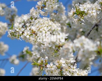 Eine Nahaufnahme der Kirschblüten im Frühjahr Stockfoto