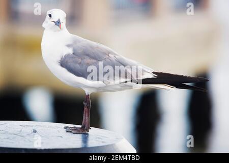 Nahaufnahme einer Möwe, die auf einer Stange steht Stockfoto
