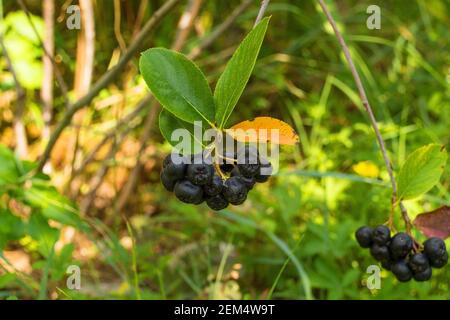 Beeren auf einer Aronia Melanocarpa auch bekannt als Schwarze Johannisbeere, wächst in Friaul-Julisch Venetien, Nordostitalien. Es ist ein sommergrüner Strauch aus dem Stockfoto