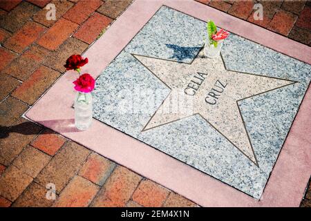 Blick auf Rosen auf dem Bürgersteig als Tribut, Walk of Fame, Hollywood, Los Angeles, Kalifornien, USA Stockfoto