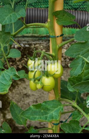 Ein Bündel von unreifen Erbstück Geldmacher Tomaten, solanum lycopersicum, wächst auf der Rebe in Friaul-Julisch Venetien, Nordostitalien Stockfoto