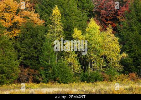 Ein Herbstwald aus nördlichen Laubbäumen in den Pocono Mountains in Pennsylvania. Stockfoto