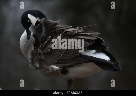 Nahaufnahme Portrait of Canada Goose (Branta Canadensis) Preening, zeigt Feder Detail im Winter in Großbritannien Stockfoto