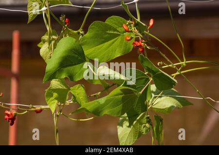 Eine rot blühende Scarlet Runner Bean Pflanze, die im Juli in Friaul-Julisch Venetien, Nordostitalien, wächst. Auch bekannt als Multiflora Bohne, diese mehrjährige Vin Stockfoto