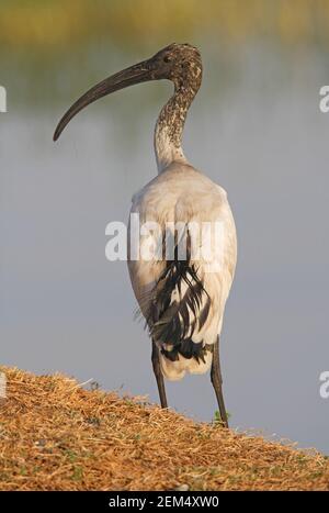 African Sacred Ibis (Threskiornis aethiopicus) unreif stehend am See Awassa, Äthiopien April Stockfoto