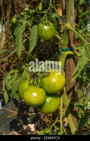 Ein Bündel unreifer Dunne-Tomaten, eine Kreuzung zwischen den Sorten San Marzano und Dattero. Wächst in Friaul-Julisch Venetien, Nordostitalien Stockfoto