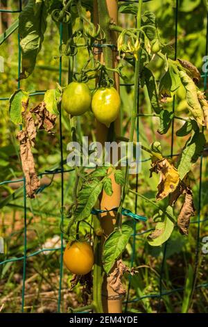 Ein Bündel von unreifen gelben Datteln Tomaten wächst in Friaul-Julisch Venetien, Nordostitalien Stockfoto