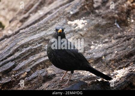 Blackbird UK; EIN erwachsener männlicher Amsel, Turdus merula, ein gewöhnlicher britischer Gartenvogel; Suffolk UK Stockfoto