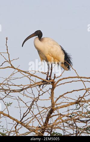 African Sacred Ibis (Threskiornis aethiopicus) Erwachsene thront auf Baum oben Lake Awassa, Äthiopien April Stockfoto