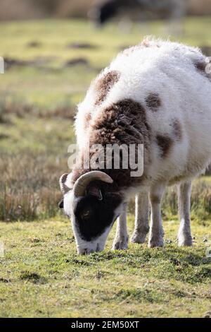 Sheep Farming UK; ein Jacob Schafe Schafe Weide auf einer Wiese auf einer Farm, Beispiel eines domestizierten Schafe, Kammfell, Suffolk England UK Stockfoto