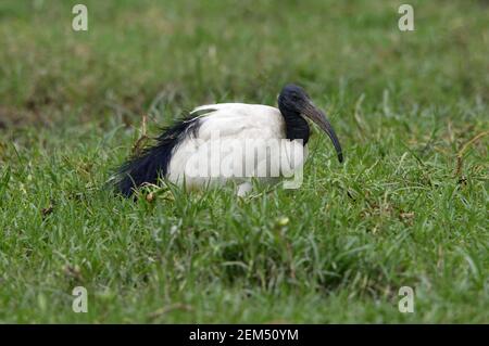 African Sacred Ibis (Threskiornis aethiopicus) Erwachsene stehend in marsk Lake Koka, Äthiopien April Stockfoto