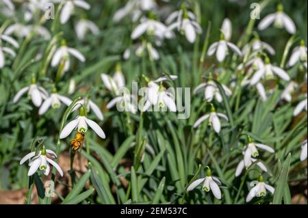 Rickling, Essex. Februar 2021, 24th. Honigbienen ernähren sich von Pollen aus frühen Frühlingssschneglöckchen bei ungewöhnlich warmem, sonnigem Februarwetter Stockfoto