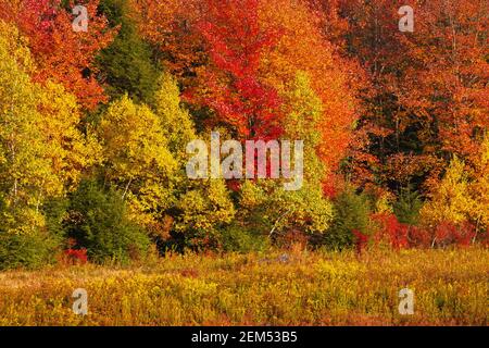 Ein Herbstwald aus nördlichen Laubbäumen in den Pocono Mountains in Pennsylvania. Stockfoto