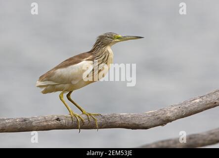 Squacco Heron (Ardeola ralloides) Erwachsener auf Zaunschiene Lake Basaaka, Äthiopien April Stockfoto