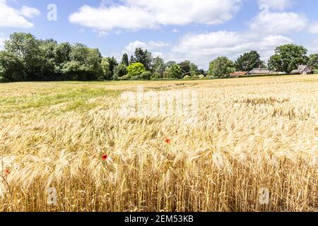 Ein Feld der Gerste Reifung in der Ortschaft Chelsworth, Suffolk UK Stockfoto