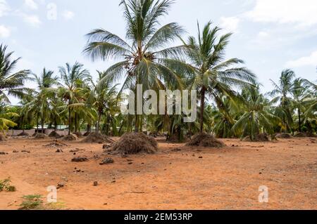 Eine große Plantage mit Kokospalmen und Hütten am Ufer des Indischen Ozeans, Watamu. Kenia Stockfoto