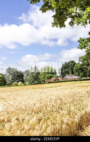 Ein Feld der Gerste Reifung in der Ortschaft Chelsworth, Suffolk UK Stockfoto