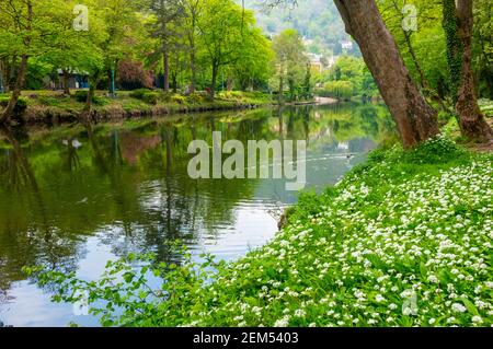 Bärlauch und Bäume im späten Frühjahr neben dem Fluss Derwent in Matlock Bath Derbyshire Dales Peak District England Großbritannien. Stockfoto