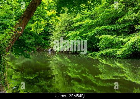 Bäume im Sommer am Fluss Derwent in Matlock Bath Derbyshire Dales Peak District England Großbritannien Stockfoto