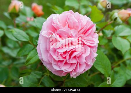 Vollständig geöffnet, sanft rosa mit vielen Schattierungen schöne Blume englischen Rosenpflanzen Stockfoto