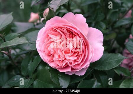 Vollständig geöffnet, sanft rosa mit vielen Schattierungen schöne Blume englischen Rosenpflanzen Stockfoto