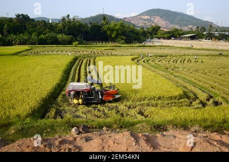 Mähdrescher Maschine erntet reifen Reis auf einem Feld, Vietnam Stockfoto