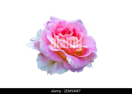 Vollständig geöffnet, sanft rosa mit vielen Schattierungen schöne Rosenblüte, isolieren Stockfoto