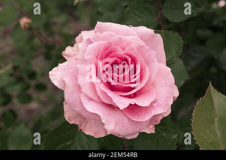 Vollständig geöffnet, sanft rosa mit vielen Schattierungen von schönen Rosenblüten Pflanze Stockfoto