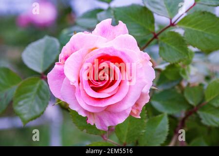 Vollständig geöffnet, sanft rosa mit vielen Schattierungen von schönen Rosenblüten Pflanze Stockfoto