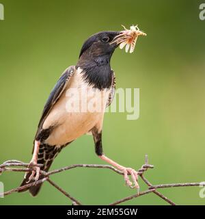 Rosy Starling (Sturnus roseus) sitzt auf einem Draht mit einem Heuschrecken im Schnabel, auf einem grünen Hintergrund. Stockfoto