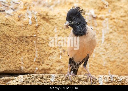 Rosy Starling (Sturnus roseus) sitzt auf einem Stein mit einer Heuschrecken im Schnabel. Stockfoto