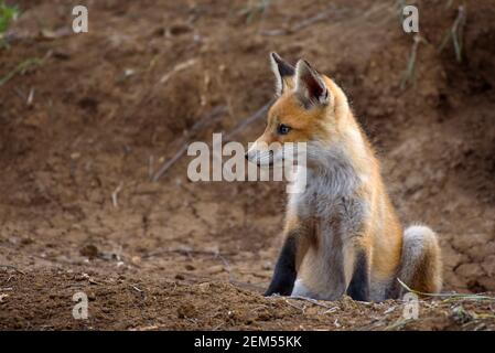 Kleiner Rotfuchs sitzt in der Nähe seines Lochs, Kopierer Platz. Vulpes vulpes. Stockfoto