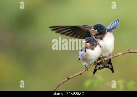 Zwei nestling Scheune Schwalben (Hirundo rustica) warten auf ihre Eltern sitzen auf einem Ast auf einem schönen grünen Hintergrund. Stockfoto