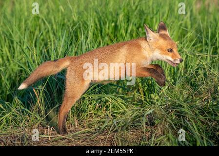 Junger roter Fuchs springt im Gras. Stockfoto