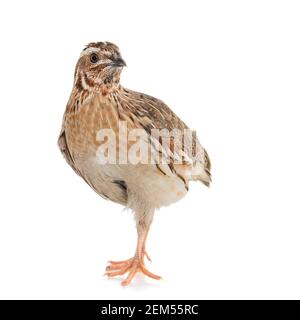 Wachtel, Coturnix coturnix, isoliert auf weißem Hintergrund. Stockfoto