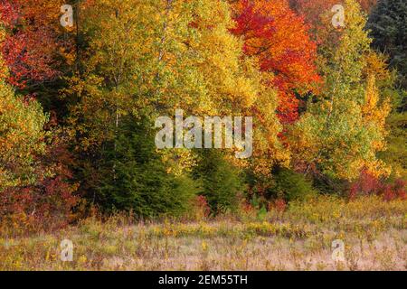 Ein Herbstwald aus nördlichen Laubbäumen in den Pocono Mountains in Pennsylvania. Stockfoto