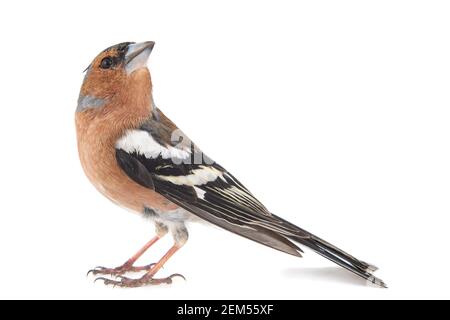 Männlicher Chaffinch, Fringilla Coelebs, isoliert auf weißem Hintergrund Stockfoto