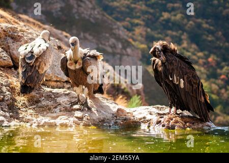 Gänsegeier (Gyps fulvus) Gänsegeier (Aegypius monachus). Stockfoto