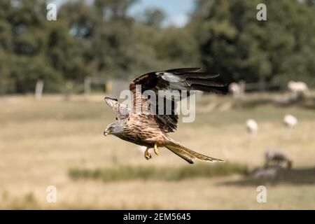 Ein Red Kite schwebt über der Futterstation Stockfoto