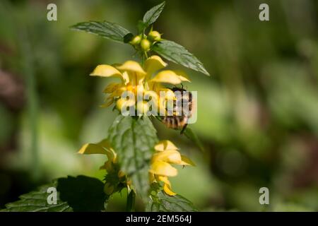 Carder Biene (Bombus pascuorum) auf Lamium galeobdolon, bekannt als Gelber Erzengel, Artillerie-Anlage oder Aluminium-Anlage, Scanniclift Stockfoto