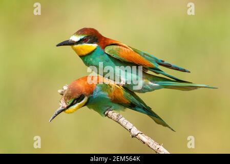 Lebendige Vögel. Europäischer Bienenfresser, merops apiaster Paarung auf einem schönen Hintergrund. Stockfoto