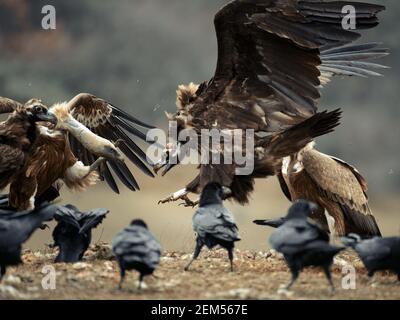 greifgeier (Gyps fulvus) und Geier (Aegypius monachus) kämpfen. Stockfoto