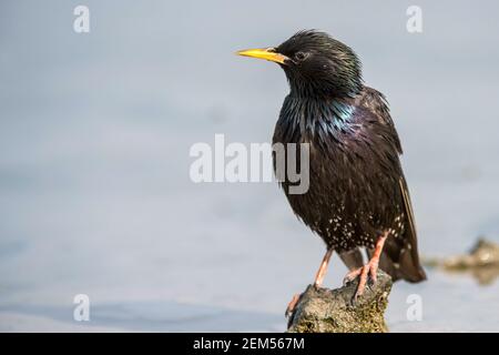 Porträt eines gewöhnlichen Sterns (Sturnus vulgaris). Stockfoto