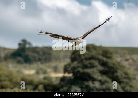 Ein Red Kite schwebt über der Futterstation Stockfoto